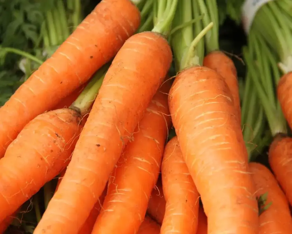 Carrot