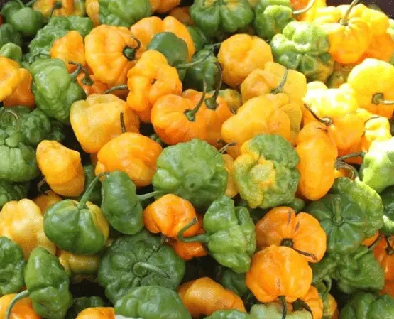 Hot Pepper