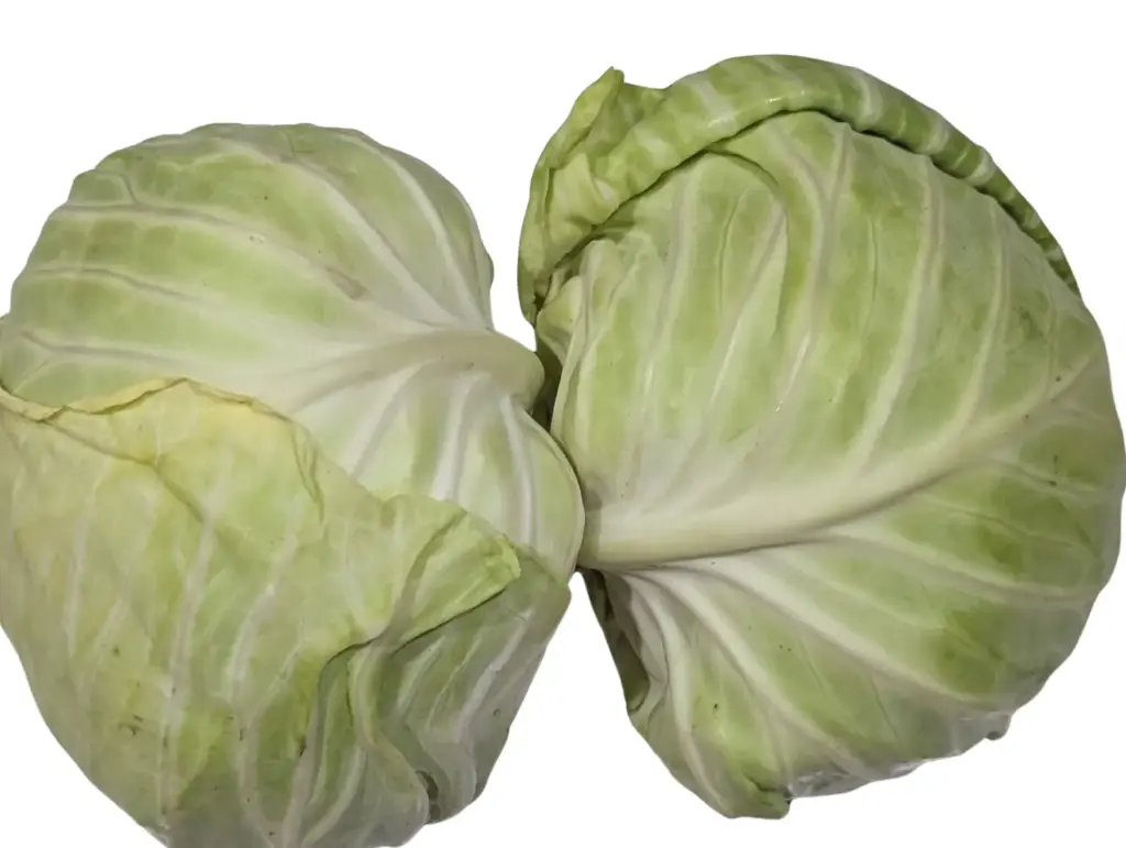 Cabbage