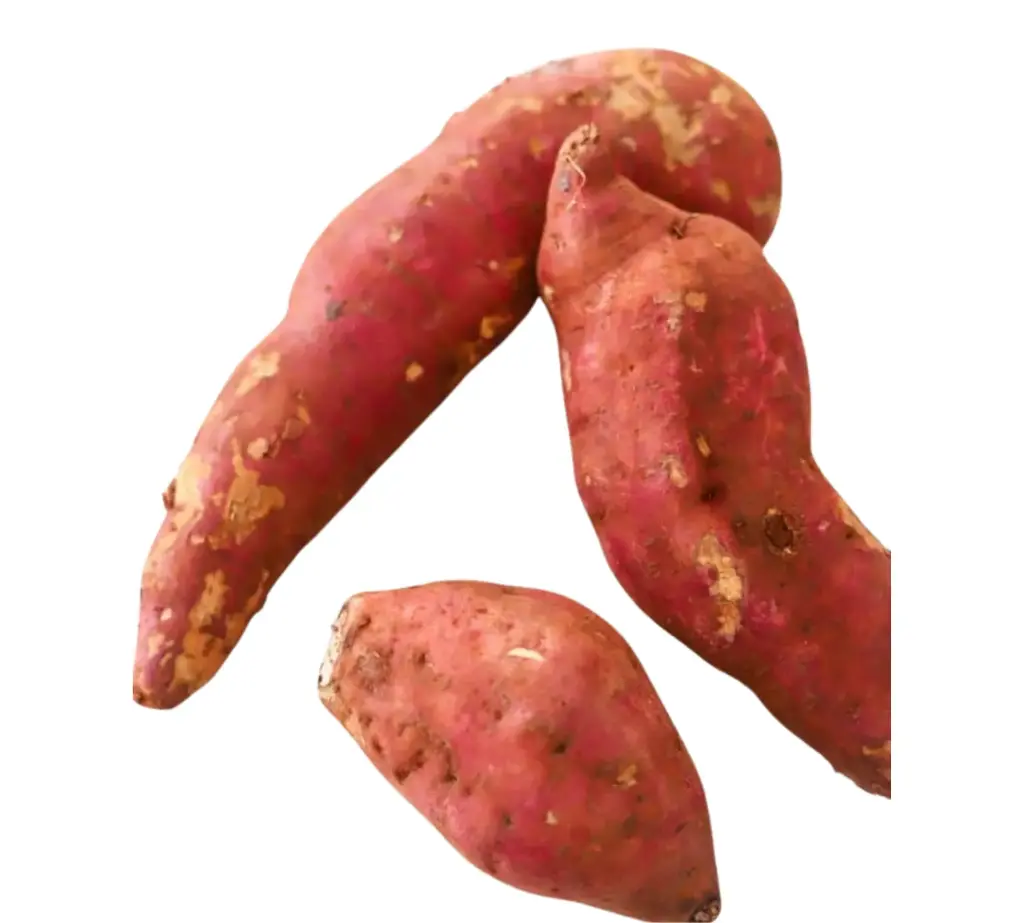 Sweet Potato