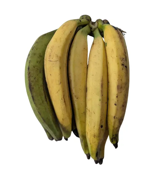 Plantain