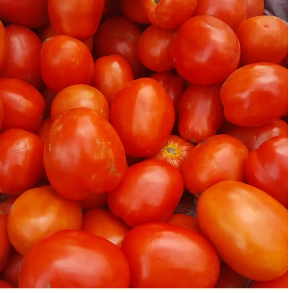 Plummy Tomato