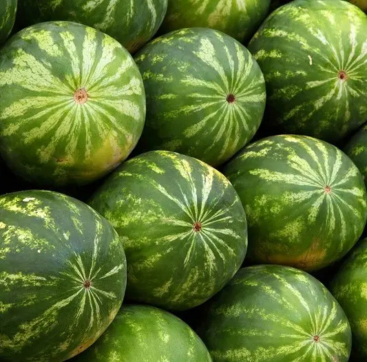 Melon