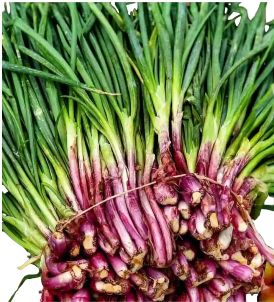 Escallion