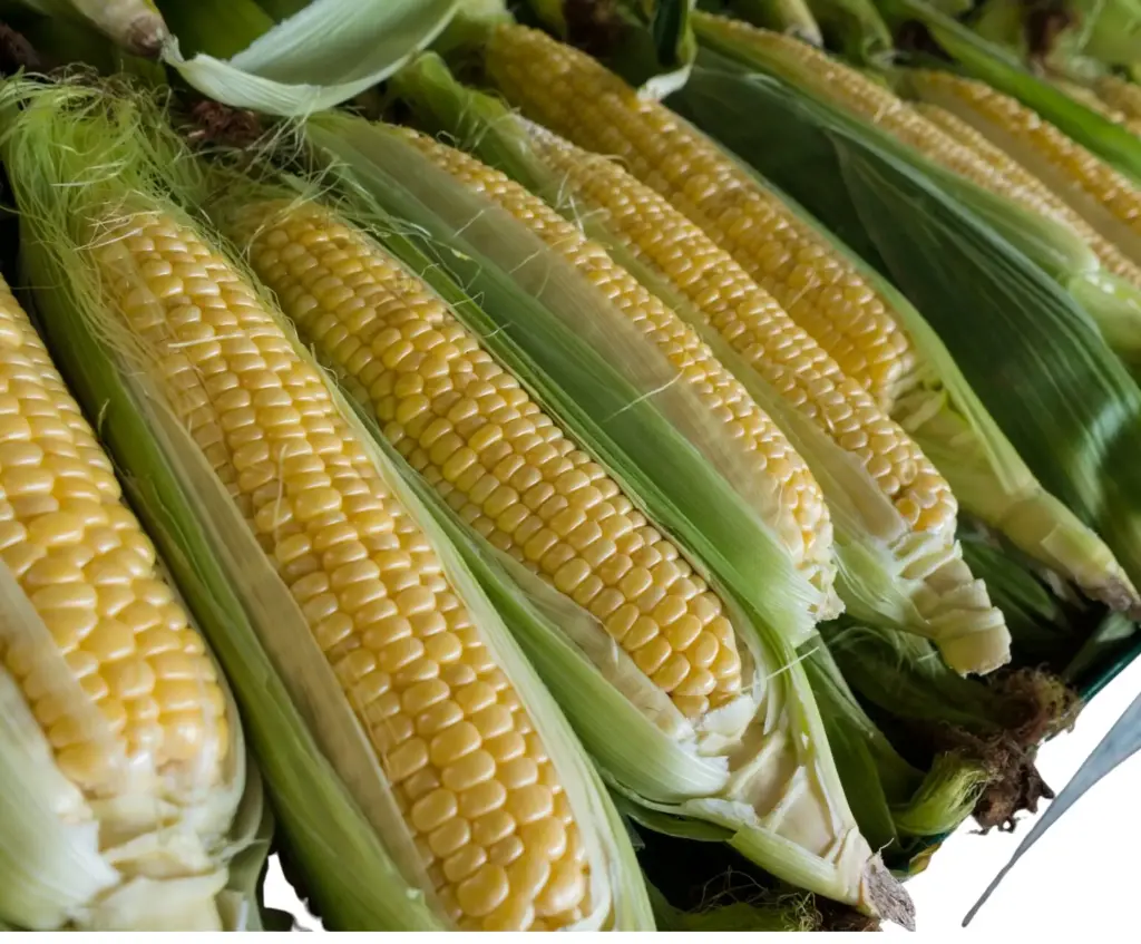 Sweet Corn