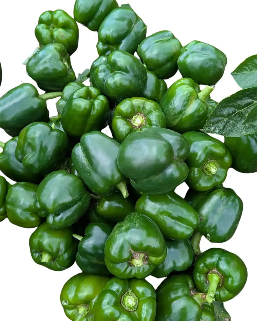 Sweet Pepper (Green)