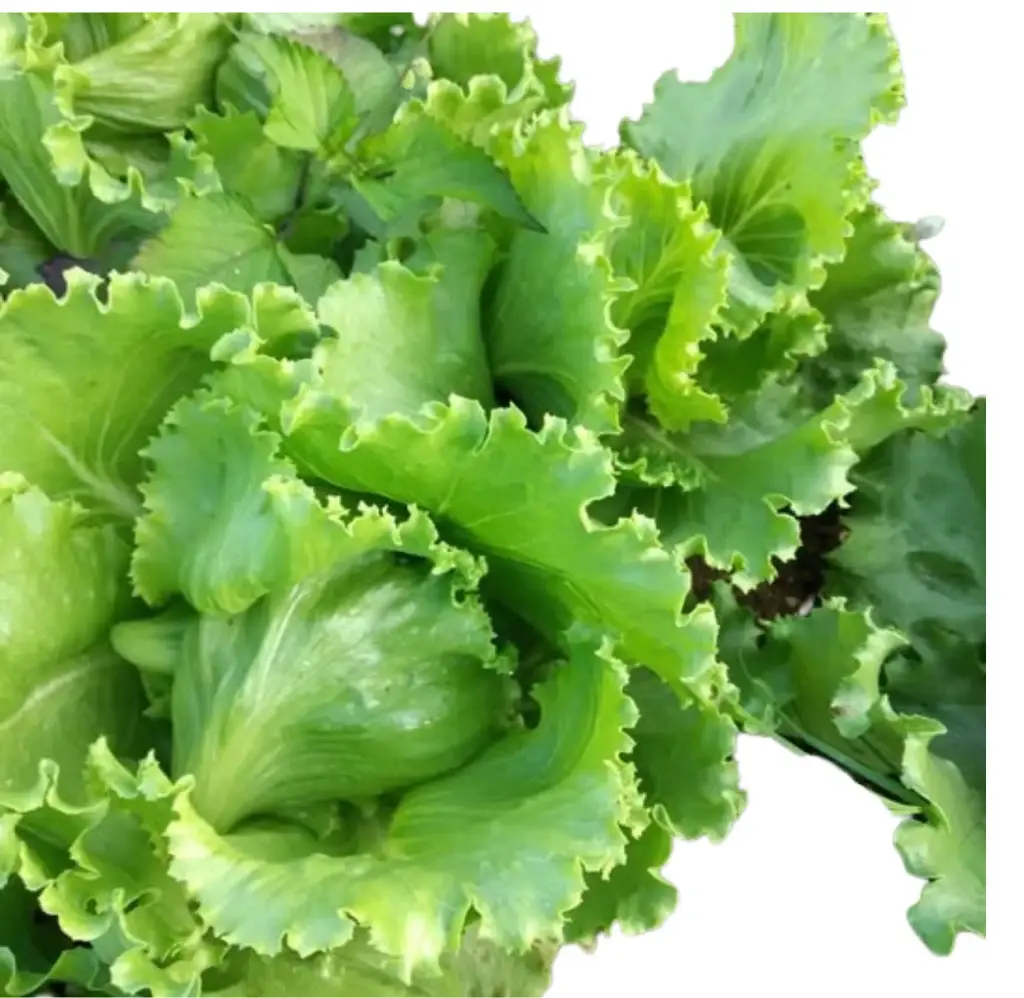 Lettuce